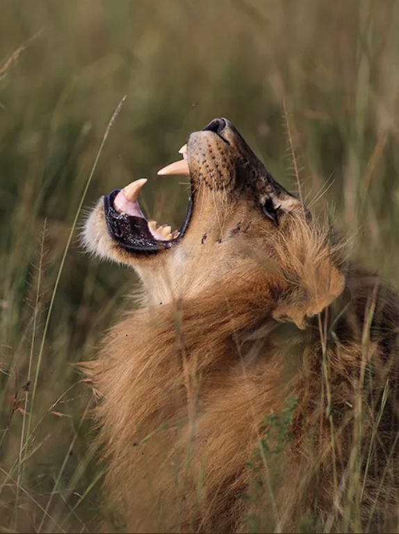 Akagera Wildlife & Gorilla Adventure