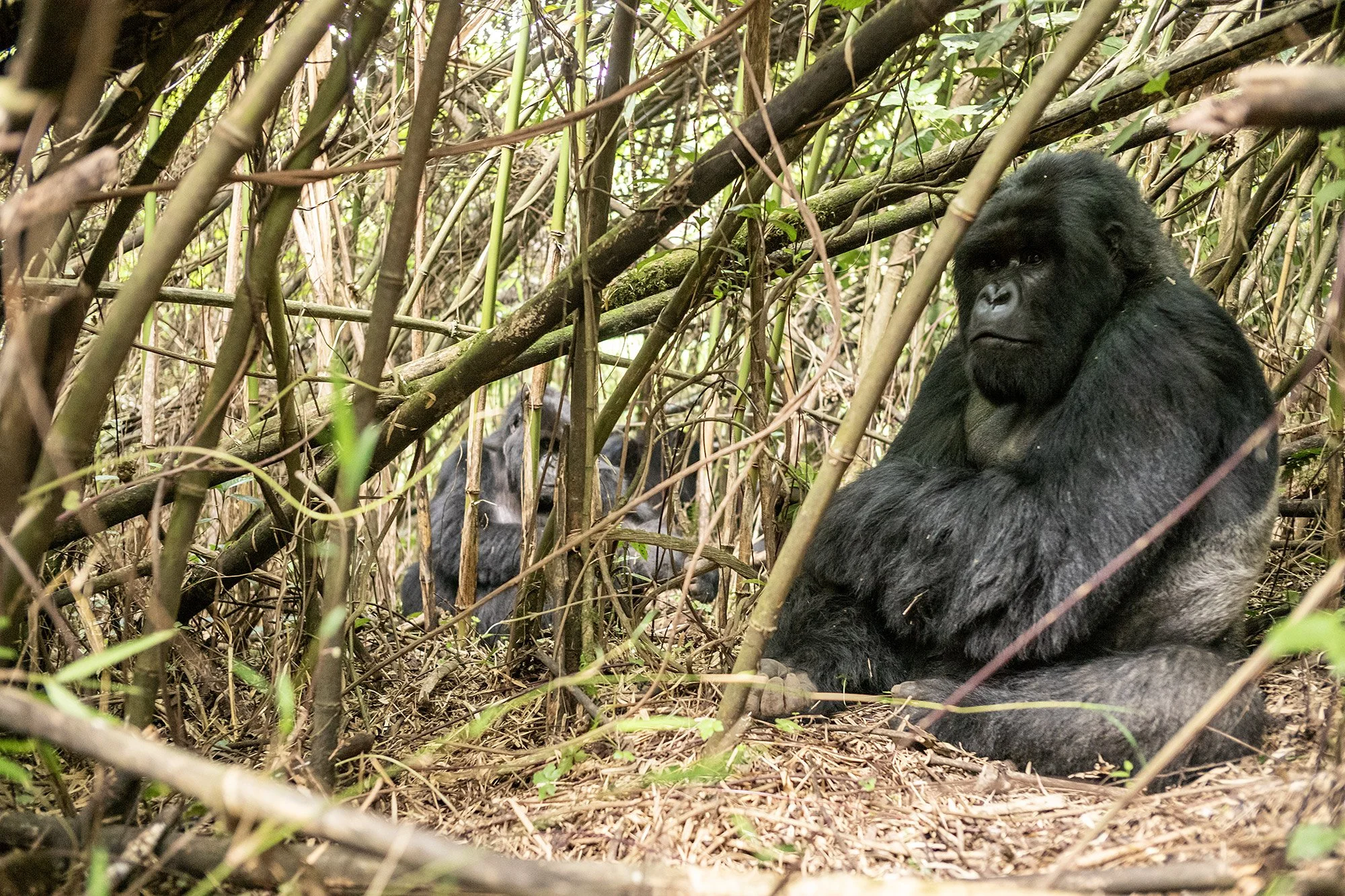 Gorilla & Chimpanzee Tracking