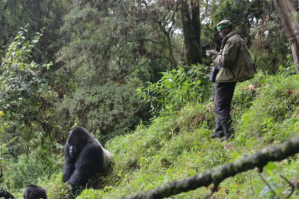 Gorilla & Chimpanzee Tracking